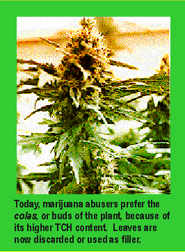 Today, marijuana abusers prefer the colas, or buds of the plant, because of its higher TCH content. Leaves are now discarded or used as filler.