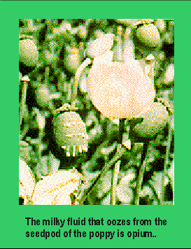 The milky fluid that oozes from the seedpod of the poppy is opium.