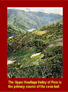 The Upper Huallaga Valley of Peru is the primary source of the coca leaf.