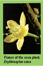 Flower of the coca plant, Erythroxyion coca.