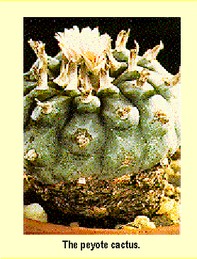 The peyote cactus.