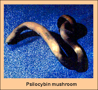 Psilocybin mushroom.