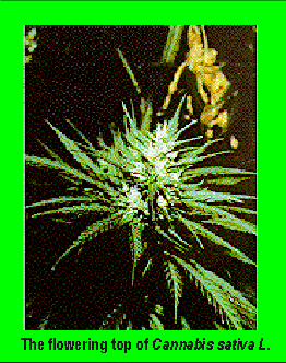 The flowering top of Cannabis sativa L.
