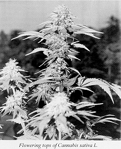 Cannabis sativa L.